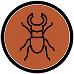 termite Termite inspection services